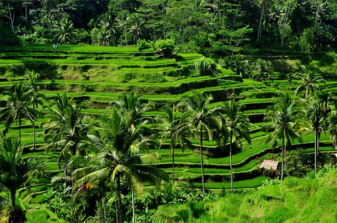 Bali