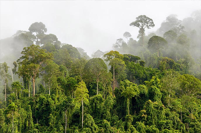 Kalimantan